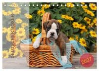 Produktbild: Deutscher Boxer 2027 (Tischkalender 2027 DIN A5 quer), CALVENDO Monatskalender