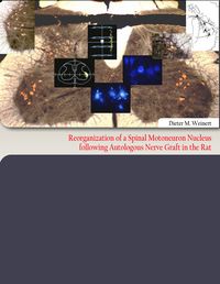 Produktbild: Reorganization of a Spinal Motoneuron Nucleus following Autologous Nerve Graft in the Rat