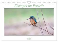 Produktbild: Eisvogel im Portr&auml;t (Wandkalender 2026 DIN A4 quer), CALVENDO Monatskalender