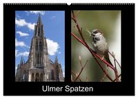 Produktbild: Ulmer Spatzen (Wandkalender 2027 DIN A2 quer), CALVENDO Monatskalender
