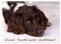 Produktbild: Kleiner M&uuml;nsterl&auml;nder Vorstehhund (Wandkalender 2027 DIN A4 quer), CALVENDO Monatskalender
