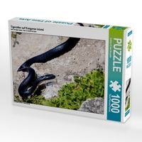Produktbild: CALVENDO Puzzle Tigerotter auf Kangaroo Island | 1000 Teile Lege-Gr&ouml;&szlig;e 64x48cm Foto-Puzzle f&uuml;r gl&uuml;ckliche Stunden