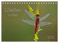 Produktbild: Libellen im Ried (Tischkalender 2026 DIN A5 quer), CALVENDO Monatskalender