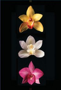 Produktbild: Orchids Journal