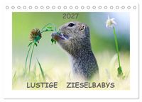 Produktbild: Lustige Zieselbabys (Tischkalender 2027 DIN A5 quer), CALVENDO Monatskalender
