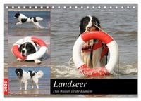Produktbild: Landseer - Das Wasser ist ihr Element (Tischkalender 2026 DIN A5 quer), CALVENDO Monatskalender
