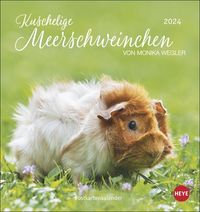 Kuschelige Meerschweinchen Postkartenkalender 2024 von Monika Wegler. Kleiner Kalender mit Porträts der putzigen Nager. Jeden Monat eine neue Postkar von Wegler Monika