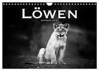 Produktbild: L&ouml;wen schwarz wei&szlig; (Wandkalender 2026 DIN A4 quer), CALVENDO Monatskalender