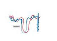 Produktbild: Estimation of Blood Urea and Calculation of Urea Clearance