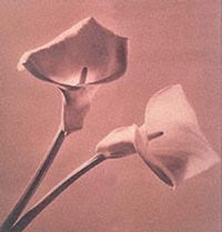 Produktbild: Pistils