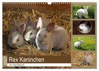 Produktbild: Rex - Kaninchen (Wandkalender 2027 DIN A3 quer), CALVENDO Monatskalender