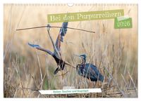 Produktbild: Bei den Purpurreihern (Wandkalender 2026 DIN A3 quer), CALVENDO Monatskalender