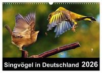 Produktbild: Singv&ouml;gel in Deutschland (Wandkalender 2026 DIN A3 quer), CALVENDO Monatskalender