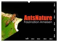 Produktbild: AntsNature - Faszination Ameisen (Wandkalender 2027 DIN A3 quer), CALVENDO Monatskalender