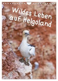Produktbild: Wildes Leben auf Helgoland (Wandkalender 2026 DIN A4 hoch), CALVENDO Monatskalender