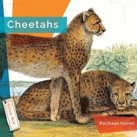 Produktbild: Cheetahs