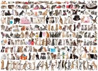 Produktbild: Katzenwelt (Puzzle)
