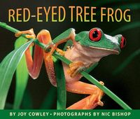 Produktbild: Red-Eyed Tree Frog