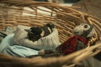 Beflügelt - Ein Vogel namens Penguin Bloom