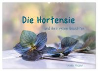 Produktbild: Die Hortensie und ihre vielen Gesichter (Wandkalender 2026 DIN A2 quer), CALVENDO Monatskalender