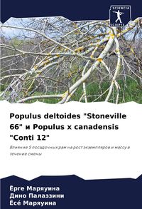 Produktbild: Populus deltoides "Stoneville 66" i Populus x canadensis "Conti 12"