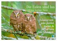 Produktbild: Die Eulen sind los: Edition lustige Tiere (Wandkalender 2026 DIN A4 quer), CALVENDO Monatskalender