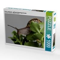 Produktbild: CALVENDO Puzzle Cornu aspersum - gefleckte Weinbergschnecke | 1000 Teile Lege-Gr&ouml;&szlig;e 64x48cm Foto-Puzzle f&uuml;r gl&uuml;ckliche Stunden