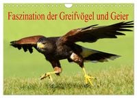 Produktbild: Faszination der Greifv&ouml;gel und Geier (Wandkalender 2026 DIN A4 quer), CALVENDO Monatskalender