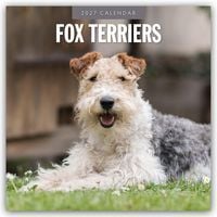 Produktbild: Fox Terriers &ndash; Foxterrier 2027 &ndash; 16-Monatskalender