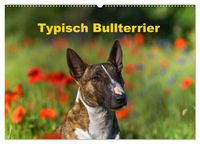 Produktbild: Typisch Bullterrier (Wandkalender 2027 DIN A2 quer), CALVENDO Monatskalender