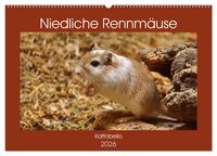 Produktbild: Niedliche Rennm&auml;use (Wandkalender 2026 DIN A2 quer), CALVENDO Monatskalender
