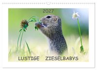 Produktbild: Lustige Zieselbabys (Wandkalender 2027 DIN A3 quer), CALVENDO Monatskalender