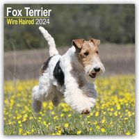 Bild vom Artikel Fox Terrier Wirehaired - Drahthaar Foxterrier 2024 - 16-Monatskalender vom Autor Avonside Publishing Ltd