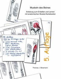 Produktbild: Muskeln des Beines