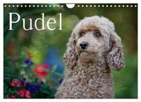 Produktbild: Pudel (Wandkalender 2026 DIN A4 quer), CALVENDO Monatskalender
