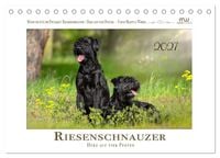 Produktbild: Riesenschnauzer - Herz auf vier Pfoten (Tischkalender 2027 DIN A5 quer), CALVENDO Monatskalender