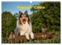 Produktbild: Typisch Collie (Wandkalender 2027 DIN A3 quer), CALVENDO Monatskalender
