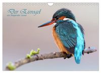 Produktbild: Der Eisvogel (Wandkalender 2026 DIN A4 quer), CALVENDO Monatskalender