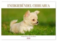 Produktbild: Enegieb&uuml;ndel Chihuahua - Temperament auf vier Pfoten (Wandkalender 2026 DIN A2 quer), CALVENDO Monatskalender