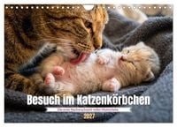 Produktbild: Besuch im Katzenk&ouml;rbchen (Wandkalender 2027 DIN A4 quer), CALVENDO Monatskalender