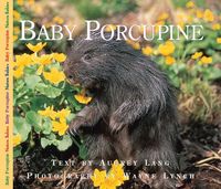 Produktbild: Baby Porcupine