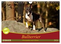 Produktbild: Bullterrier, Powerpakete auf 4 Pfoten (Wandkalender 2026 DIN A4 quer), CALVENDO Monatskalender