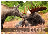 Produktbild: Auf den Spuren der Elche (Wandkalender 2026 DIN A4 quer), CALVENDO Monatskalender
