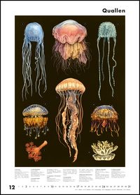 Das Museum des Meeres 2023 ‒ Posterkalender ‒ mit Illustrationen und vielen Erklärungen ‒ Spiralbindung ‒ Format 50 x 70 cm