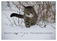Produktbild: Haustiger - Ein Katzenkalender (Tischkalender 2027 DIN A5 quer), CALVENDO Monatskalender