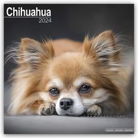 Bild vom Artikel Chihuahua 2024 - 16-Monatskalender vom Autor Avonside Publishing Ltd