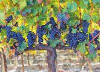 Produktbild: Eschbacher Textkarte. Weinstock