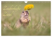 Produktbild: Zauberhafte Ziesel (Wandkalender 2027 DIN A4 quer), CALVENDO Monatskalender