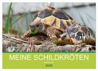 Produktbild: Meine Schildkr&ouml;ten (Wandkalender 2026 DIN A2 quer), CALVENDO Monatskalender
