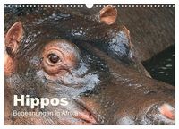 Produktbild: Hippos - Begegnungen in Afrika (Wandkalender 2027 DIN A3 quer), CALVENDO Monatskalender